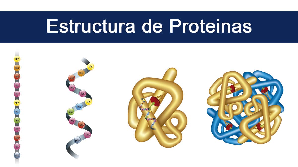 images/noticias/1623841777-estructuradeproteinas.jpg